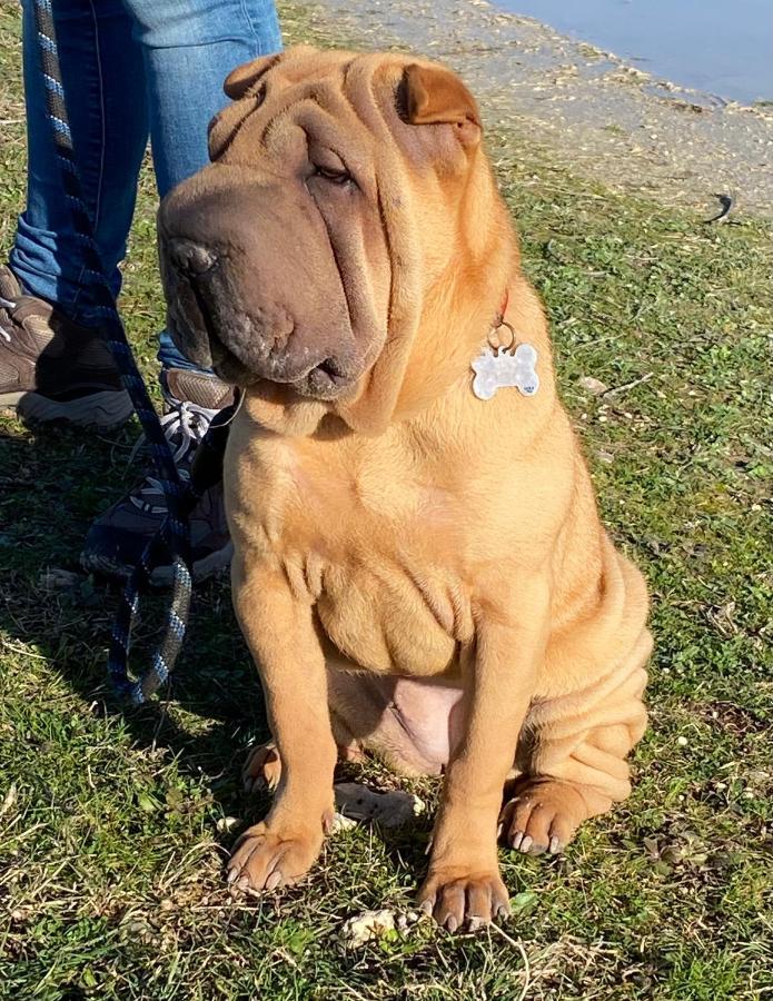 Willa L Abricotier Saint-Crepin  Zewnętrze zdjęcie